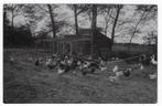 Kippenren vrije uitloop  ongelopen ansichtkaart (B7176), Ophalen of Verzenden, 1920 tot 1940, Ongelopen