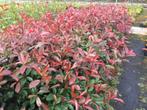 Photinia Red Robin (glansmispel) in diverse maten potkweek, Zomer, Overige soorten, Ophalen, Volle zon