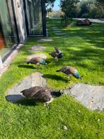 Pauwen, Meerdere dieren, Overige soorten