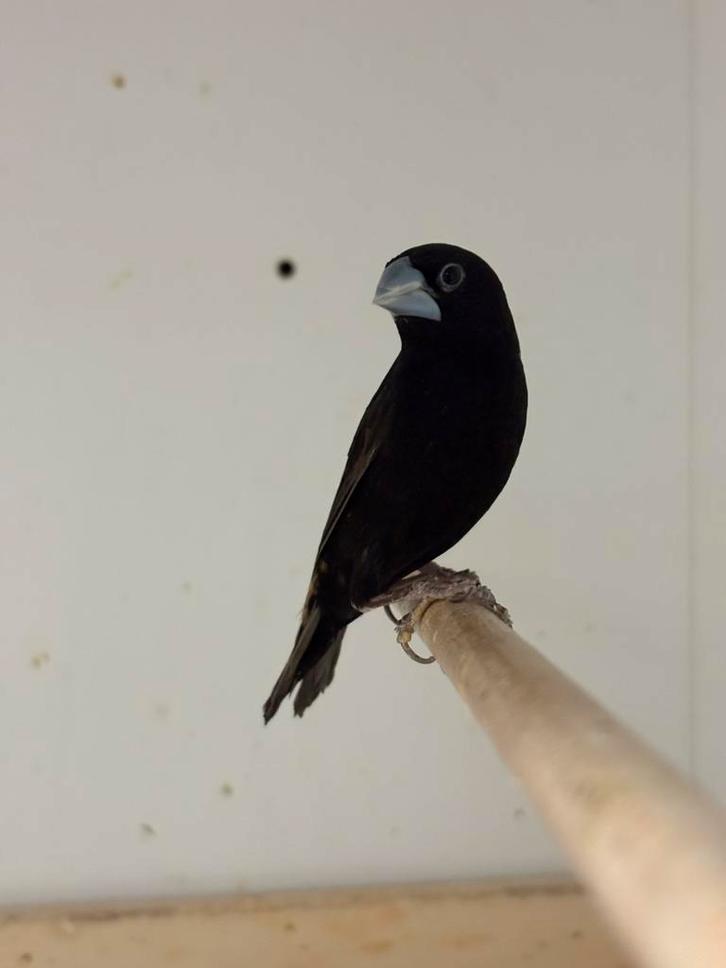 Diverse lonchura / nonnen soorten, Dieren en Toebehoren, Vogels | Overige Vogels, Meerdere dieren, Geringd