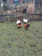 Zijdehoenders hennen., Vrouwelijk, Kip