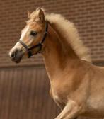 Haflinger merrie veulen te koop, Dieren en Toebehoren, Paarden, Merrie, Niet van toepassing, Dressuurpaard, 0 tot 2 jaar