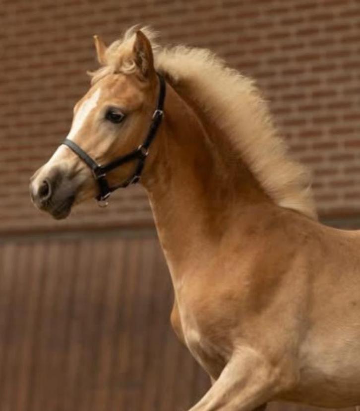 Haflinger merrie veulen te koop, Dieren en Toebehoren, Paarden, Merrie, Niet van toepassing, 0 tot 2 jaar, Dressuurpaard, Met stamboom