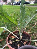 2 Artisjokplanten, Ophalen, Volle zon, Overige soorten, Minder dan 100 cm