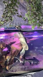 Softshell  drieklauw schildpad xxl, Schildpad, 3 tot 6 jaar