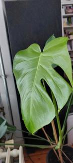 Jonge Gatenplant (Monstera Deliciosa) incl potje, Huis en Inrichting, Kamerplanten, Ophalen, 100 tot 150 cm