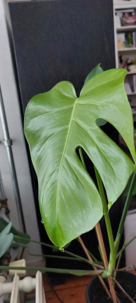 Jonge Gatenplant (Monstera Deliciosa) incl potje, Huis en Inrichting, Kamerplanten, 100 tot 150 cm, Ophalen
