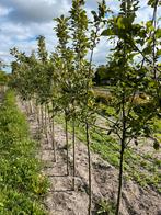 Fruitbomen gekweekt in de kop van Noord-Holland, Ophalen, 100 tot 250 cm, Appelboom, Lente