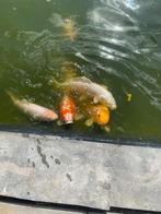 Gezonde koi s, Dieren en Toebehoren, Karper of Koi