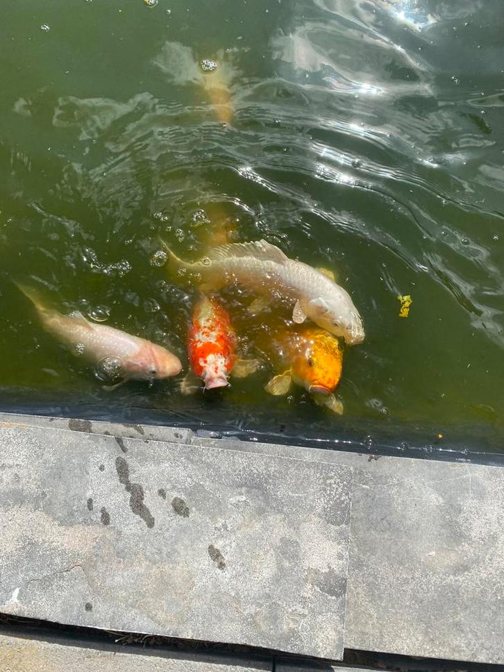 Gezonde koi s, Dieren en Toebehoren, Vissen | Vijvervissen, Karper of Koi