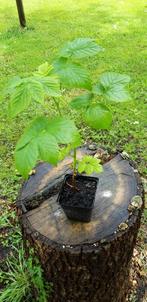 framboos frambozen geel in pot p9, Tuin en Terras, Planten | Tuinplanten, Ophalen, Volle zon, Vaste plant, Zomer