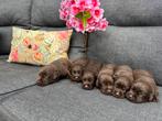 Bruina labrador pups met stamboom, 8 tot 15 weken, Labrador retriever, Meerdere, Meerdere dieren