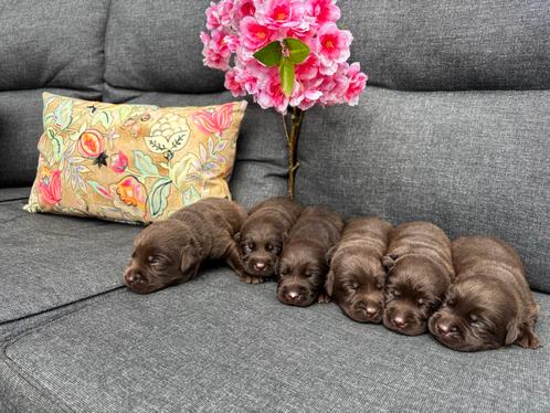 Bruina labrador pups met stamboom, Dieren en Toebehoren, Honden | Retrievers, Spaniëls en Waterhonden, Meerdere dieren, Labrador retriever
