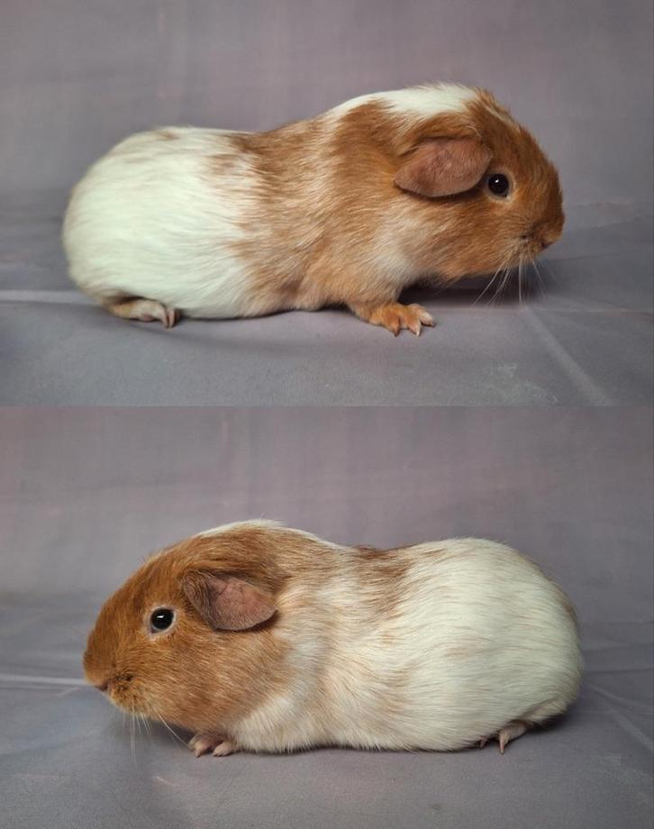 Jong gladhaar beertje - goud schimmel, Dieren en Toebehoren, Knaagdieren, Mannelijk, Cavia, September