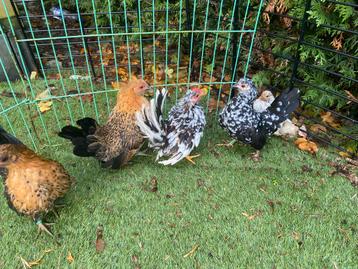 Serama hennen en hanen beschikbaar voor biedingen