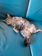 Cyberse kat, Dieren en Toebehoren, Kater