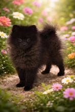 Super snoezige mini pomeranian puppy ALLERLAATSTE MOET️, Keeshond, Rabiës (hondsdolheid), 15 weken tot 1 jaar, Teef