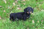 Korthaar Teckel pup reutje, Dieren en Toebehoren, Nederland, Reu, CDV (hondenziekte), 8 tot 15 weken