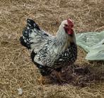 Wyandotte kriel hanen, Dieren en Toebehoren, Mannelijk, Kip