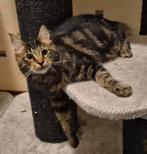 Maine Coon poes 6 maanden Black tabby, Dieren en Toebehoren, Katten en Kittens | Raskatten | Langhaar, Poes, Ontwormd, 0 tot 2 jaar