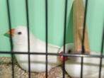 div, zebravinken, Meerdere dieren, Tropenvogel