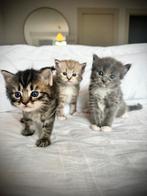 3 ragdoll/ britse langhaar kittens te koop!, Dieren en Toebehoren, Kater, Ontwormd, 0 tot 2 jaar