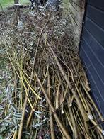 Wilgentenen, Ophalen, Nieuw, 2 meter of meer, 3 tot 6 meter