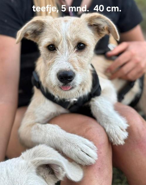 Leuke pup zoekt leuke baas, Dieren en Toebehoren, Honden | Niet-rashonden, Middel, Teef, Particulier, Eén hond, Buitenland, 15 weken tot 1 jaar