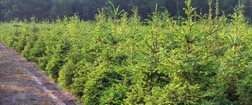 **GOEDKOOP** Picea abies, fijnspar, den, kerstboom beschikbaar voor biedingen