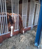 Opfok merries en hengsten, Dieren en Toebehoren, Stalling en Weidegang, Opfok