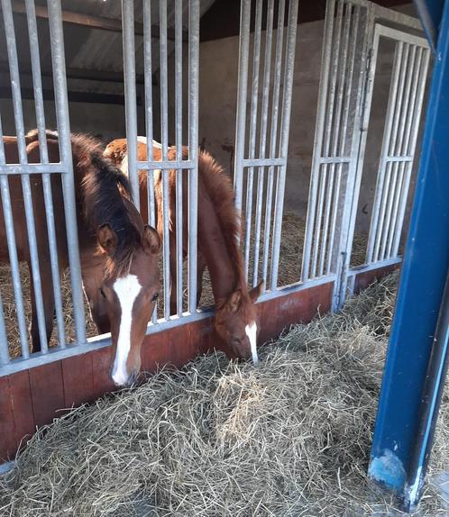 Opfok merries en hengsten, Dieren en Toebehoren, Stalling en Weidegang, Opfok