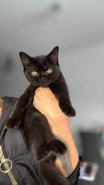 Britse Korthaar Kitten, Dieren en Toebehoren, Katten en Kittens | Raskatten | Korthaar, Kater, Ontwormd, 0 tot 2 jaar