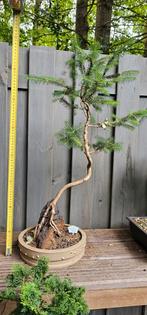bonsai picea abies op steen, Ophalen, Bloeit niet, Overige soorten