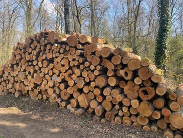 Berkenstammen leverbaar | Volle vrachten stamhout beschikbaar voor biedingen