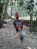Shamo, Dieren en Toebehoren, Pluimvee, Kip