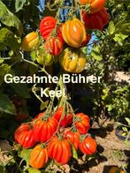 1.Grote sortering zaden (>90 soorten) van bijzondere tomaten, Ophalen of Verzenden, Voorjaar, Volle zon, Zaad