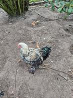 Brahma haan, Dieren en Toebehoren, Pluimvee, Mannelijk, Kip