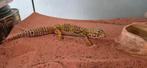 Luipaard gekko met terrarium, Dieren en Toebehoren, Hagedis, Met terrarium, 7 tot 10 jaar