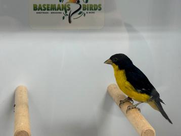 Columbia sijs - spinus psaltria beschikbaar voor biedingen