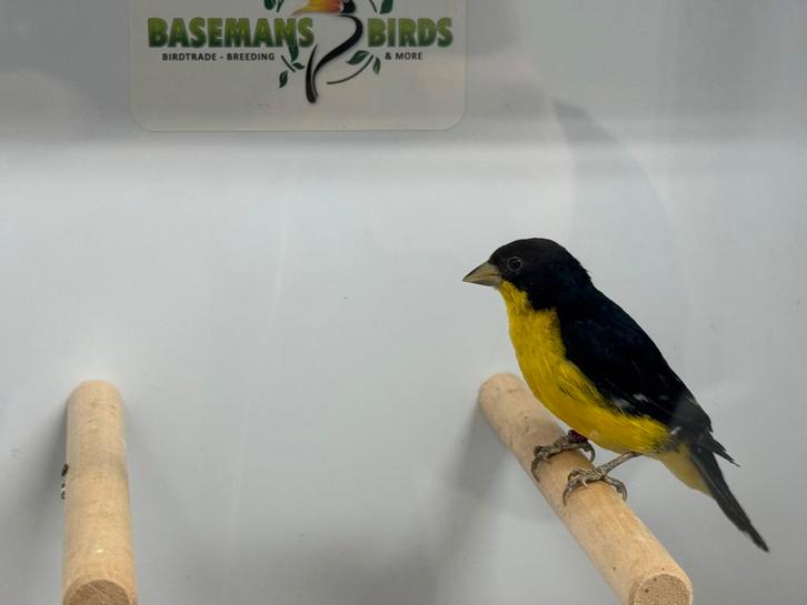 Columbia sijs - spinus psaltria, Dieren en Toebehoren, Vogels | Overige Vogels, Mannelijk, Geringd