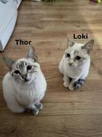 MJM Dogs Foundation: Loki, Dieren en Toebehoren, Kater, Kortharig, 0 tot 2 jaar