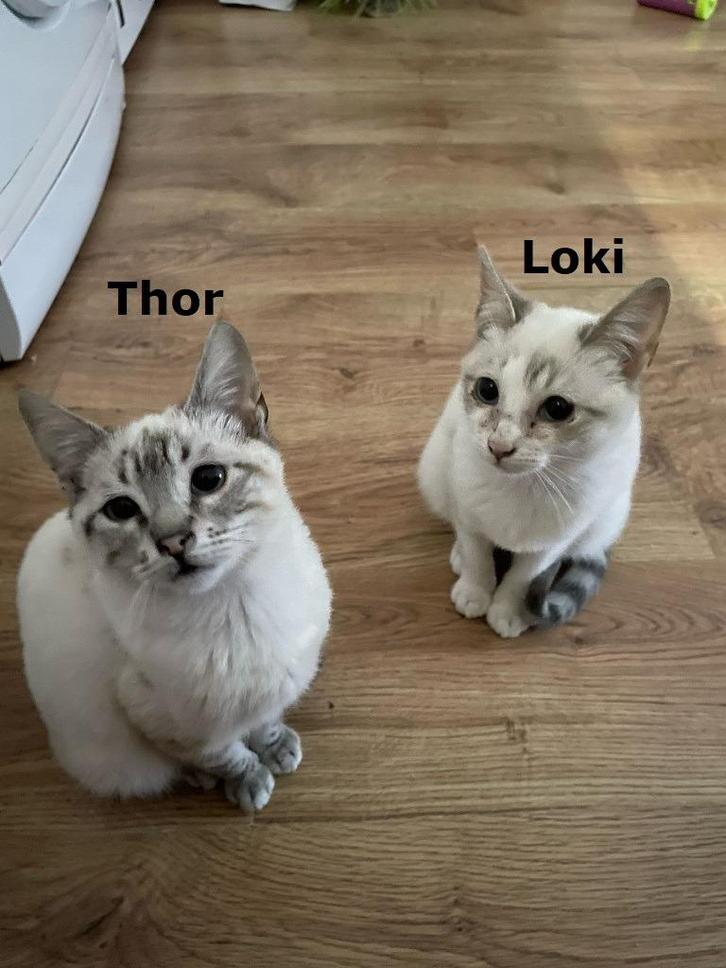 MJM Dogs Foundation: Loki, Dieren en Toebehoren, Katten en Kittens | Overige Katten, Kortharig, Kater, 0 tot 2 jaar