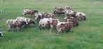 Bonte rammen en ooilammeren te koop., Dieren en Toebehoren, Schapen, Geiten en Varkens, Meerdere dieren, Schaap, 0 tot 2 jaar