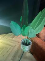 Strelitzia (kunst) 1,00mtr, Ophalen of Verzenden, Halfschaduw, Minder dan 100 cm