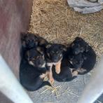 Prachtige Duitse herder pups met stamboom, Dieren en Toebehoren, Honden | Herdershonden en Veedrijvers, Rabiës (hondsdolheid)