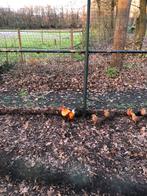 Pluivee, Dieren en Toebehoren, Pluimvee, Vrouwelijk, Kip