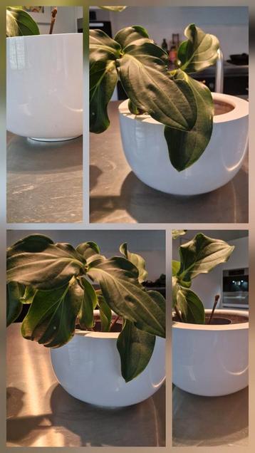 Witte pot , design groot (32,20) beschikbaar voor biedingen