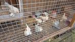 7 sabelpootkriel kipjes, Dieren en Toebehoren, Pluimvee, Vrouwelijk, Kip