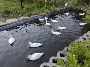 Mooie lieve tamme witte kwakers/ eendjes met korte snavel beschikbaar voor biedingen