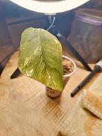 Monstera lechleriana var, Ophalen of Verzenden, Halfschaduw, Minder dan 100 cm